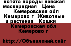 котята породы невская маскарадная › Цена ­ 1 000 - Кемеровская обл., Кемерово г. Животные и растения » Кошки   . Кемеровская обл.,Кемерово г.
